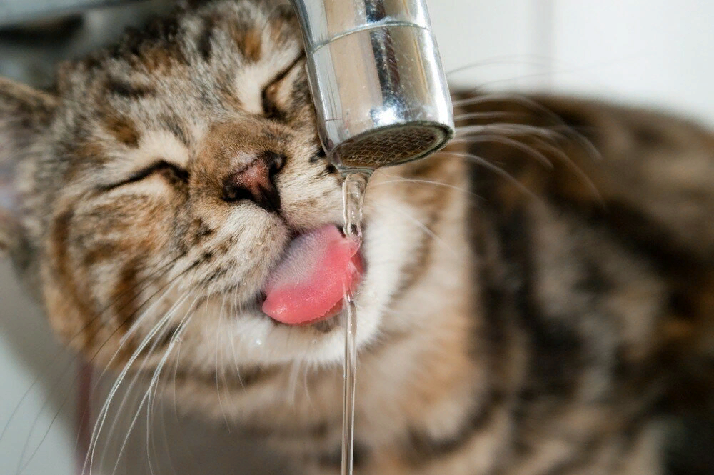 Кошка пьет. Кот пьет воду. Котик пьёт из под крана. Кошка под краном.