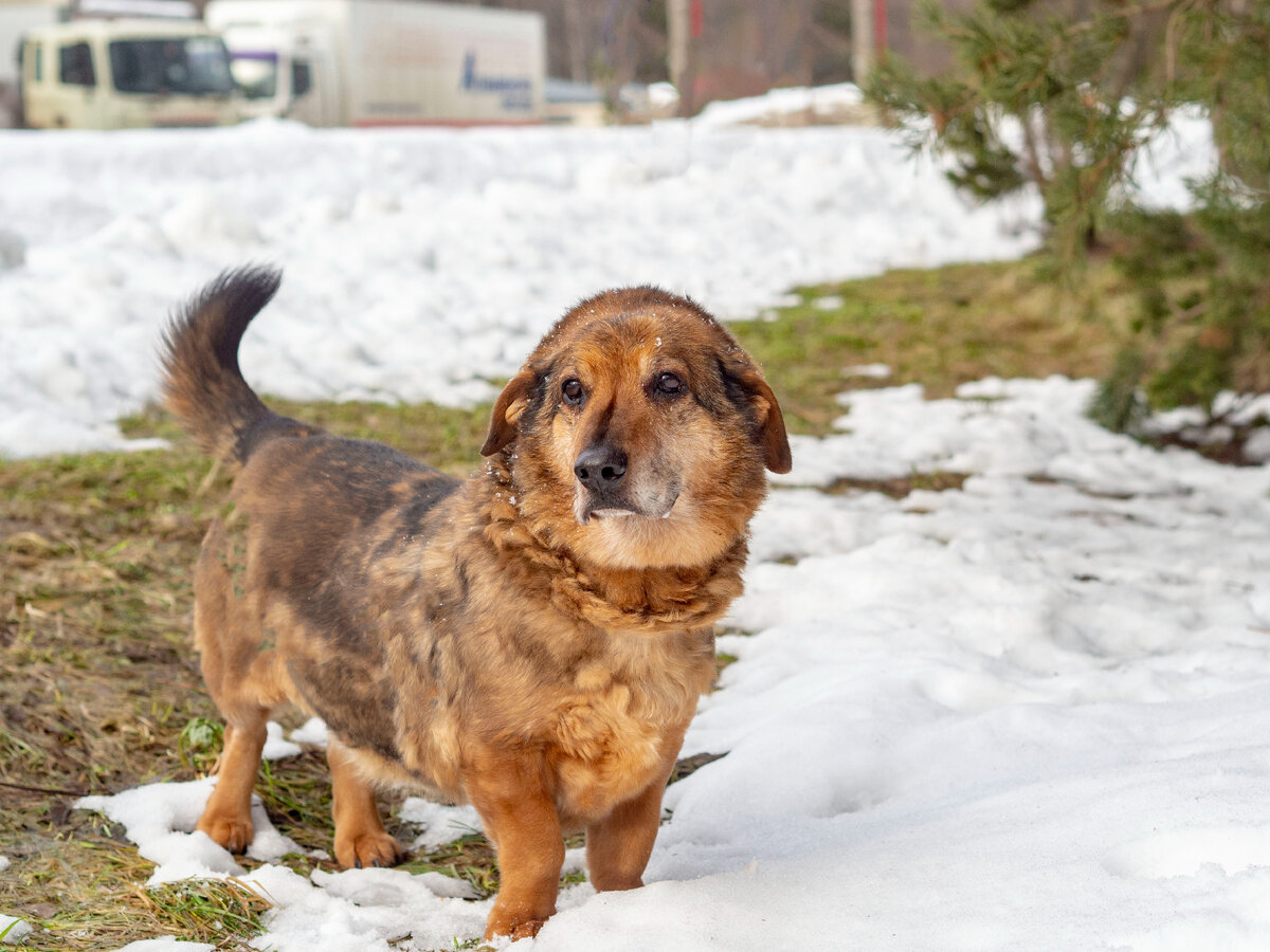 И интересно, что там там нового происходит, и хочется побегать! Так сложно определиться Леону. Как все успеть за одну прогулку?