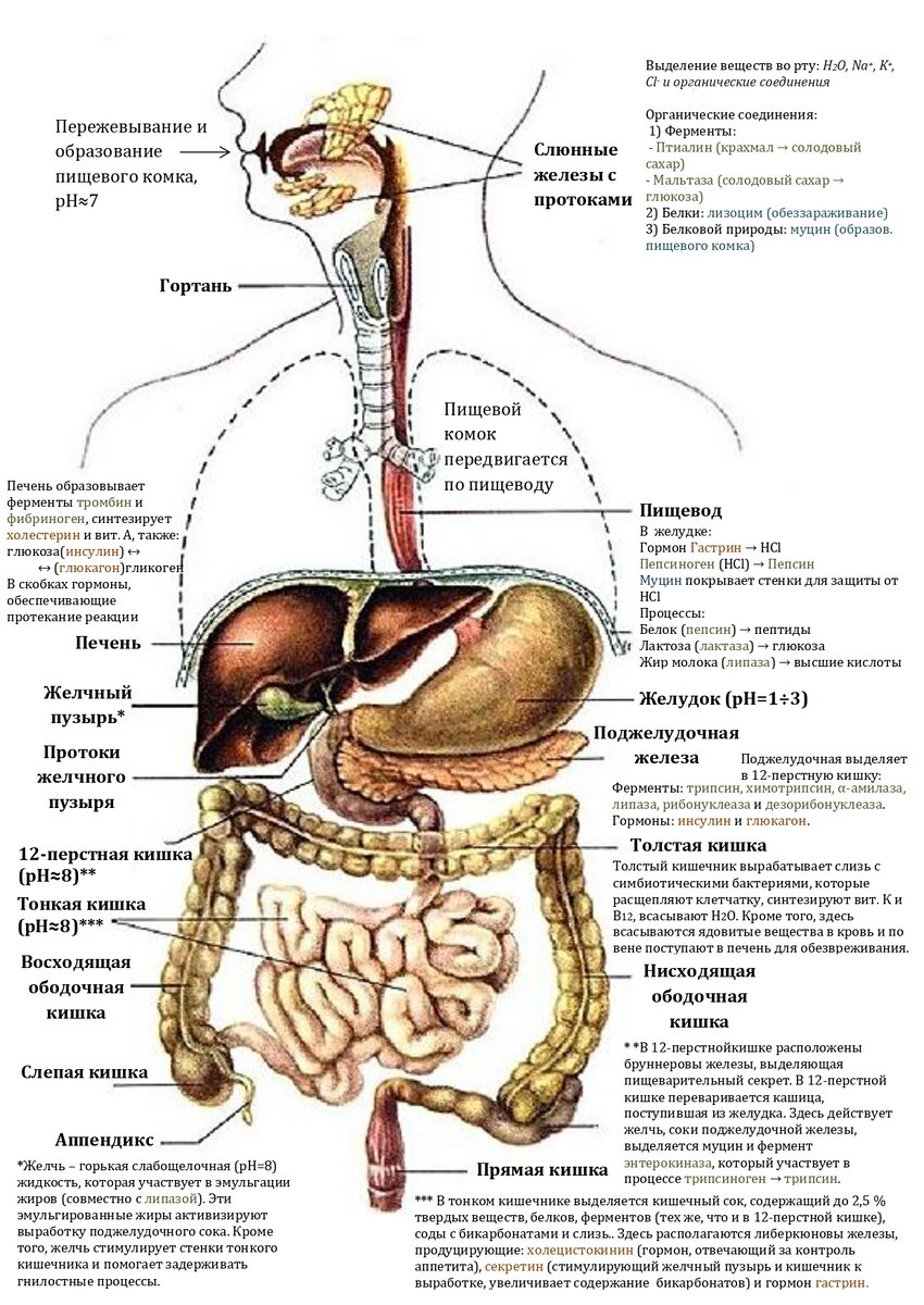 Какие пищеварительные железы находятся. Железы пищеварительной системы схема. Пищеварительная система и процесс пищеварения. Желчный пузырь система органов пищеварения. Схема процесса пищеварения человека.
