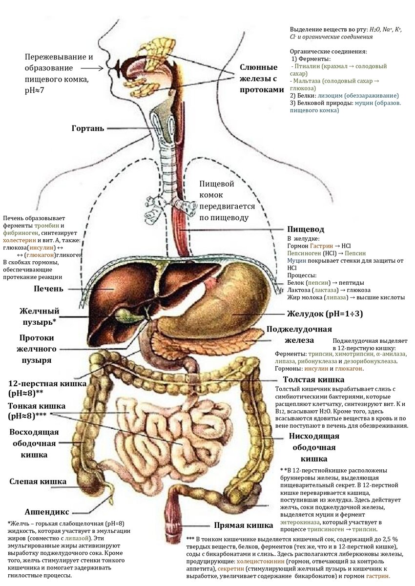 Желудочная липаза. Железы пищеварительной системы схема. Пищеварительная система и процесс пищеварения. Желчный пузырь система органов пищеварения. Схема процесса пищеварения человека.