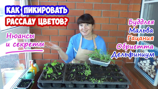 КАК ПИКИРОВАТЬ РАССАДУ ЦВЕТОВ? Основные правила и нюансы в пикировке некоторых растений.