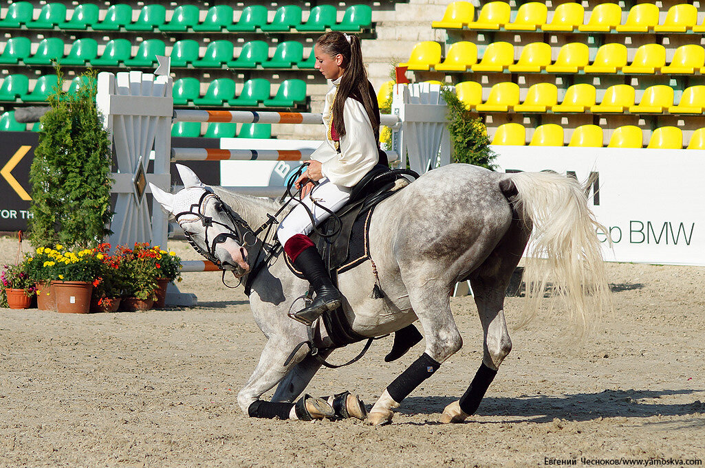 Битца конно спортивный. Битца конно-спортивный комплекс лошади. Конный центр Битца. КСК Битца лошади. Конная школа Битца.