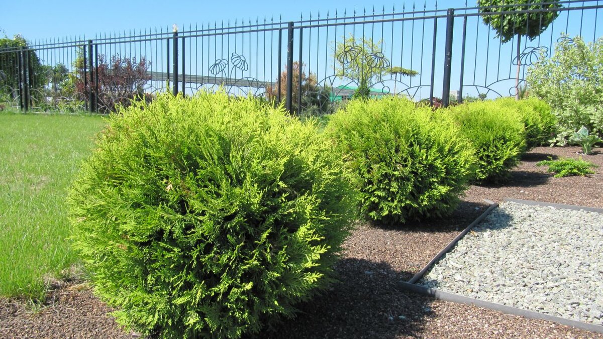 Туя Голден Глеб в ландшафте