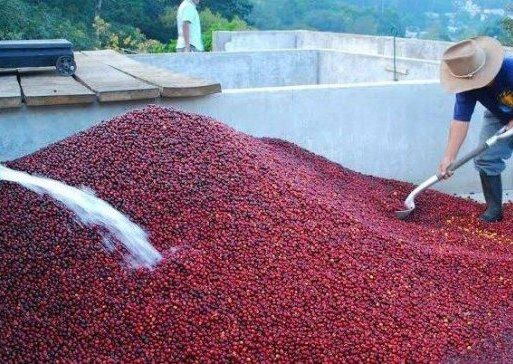 Обработка черный чани