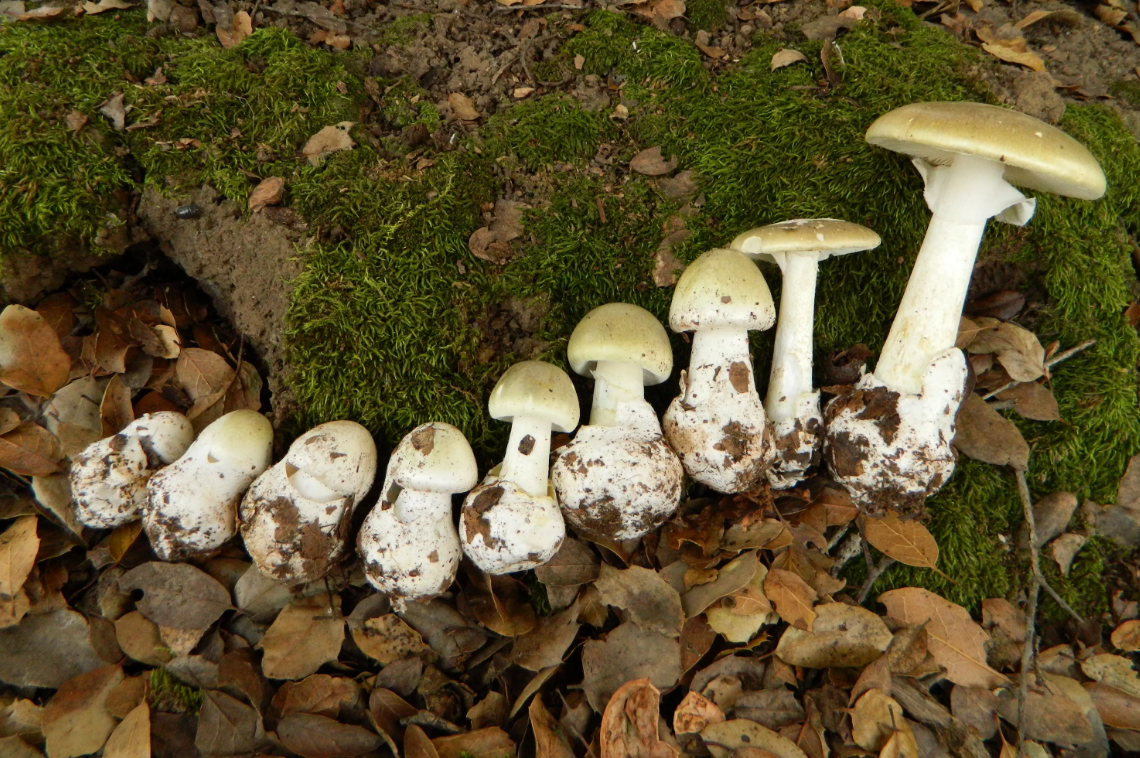 Бледные поганки всех возрастов, не наши, зарубежные...