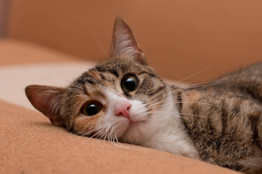 Кася перед выставкой, фотосессия.