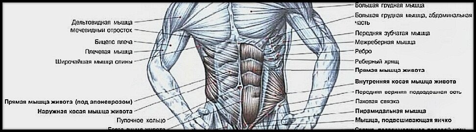 Строение мышц брюшного пресса. Схема взята из учебника Ф. Дэлавье "Анатомия силовых упражнений".