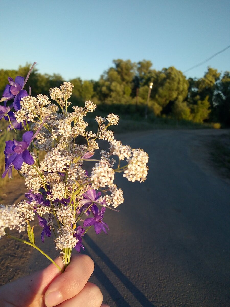 Полевые цветы🌸.