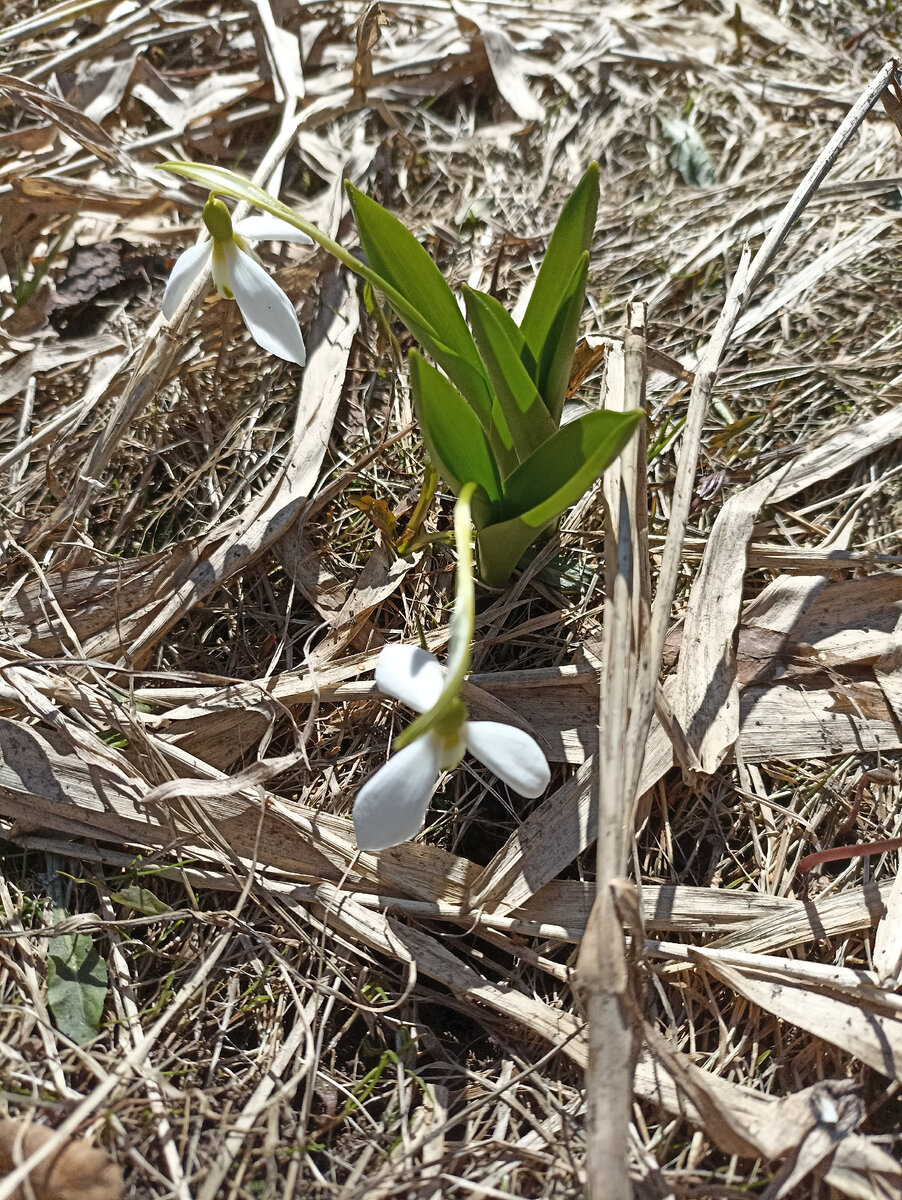 Подснежник, обнаруженный на новом дачном участке, оставшийся от предыдущих хозяев