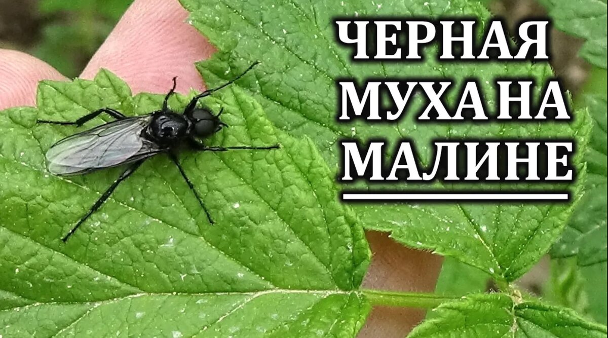 Черные мухи над малиной. Кто это? Чтоделать? | Любимая усадьба | Дзен