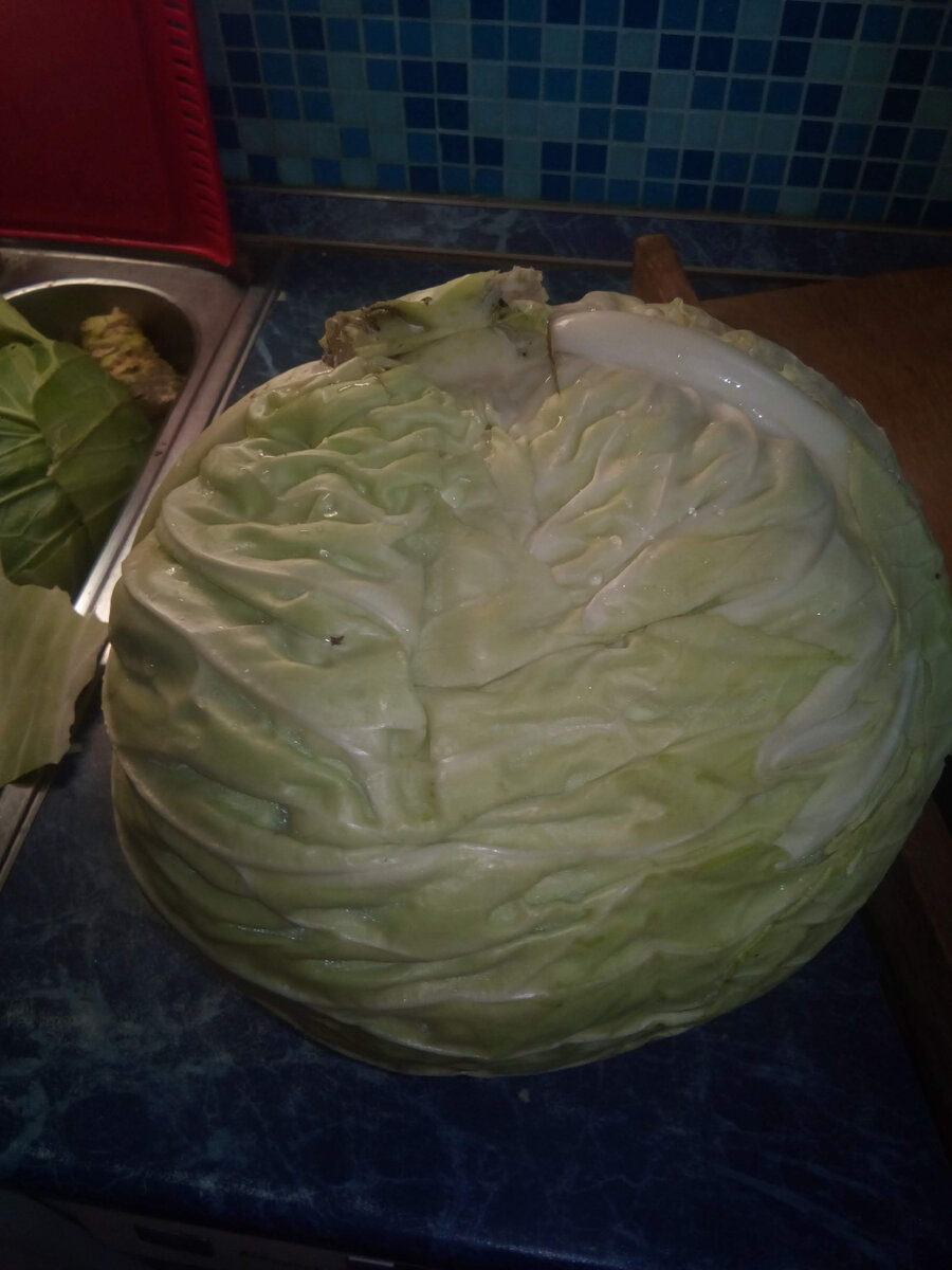5 октября 2022. Первый кочан на квашенье!
