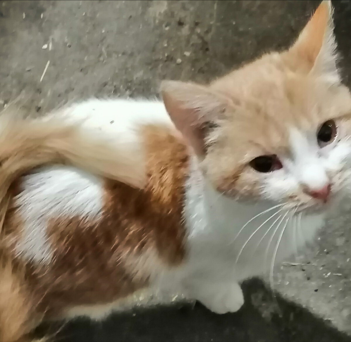 Это кошечка я ее называю Матрешка(кошка-Матрешка) с темы я стала бабушкой, вот в такую красавицу вырасла. 