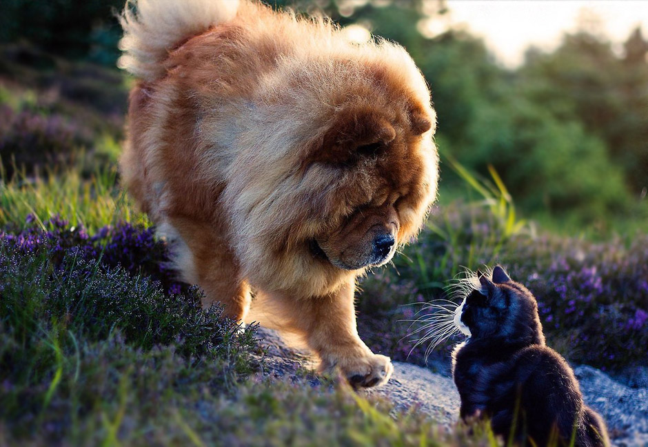 Встреча кота и льва. Дикая природа удивительна! 