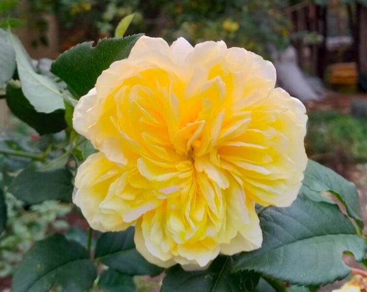 Солнышко нашего сада Пилигрим, всё таки решила нас порадовать осенним цветением.