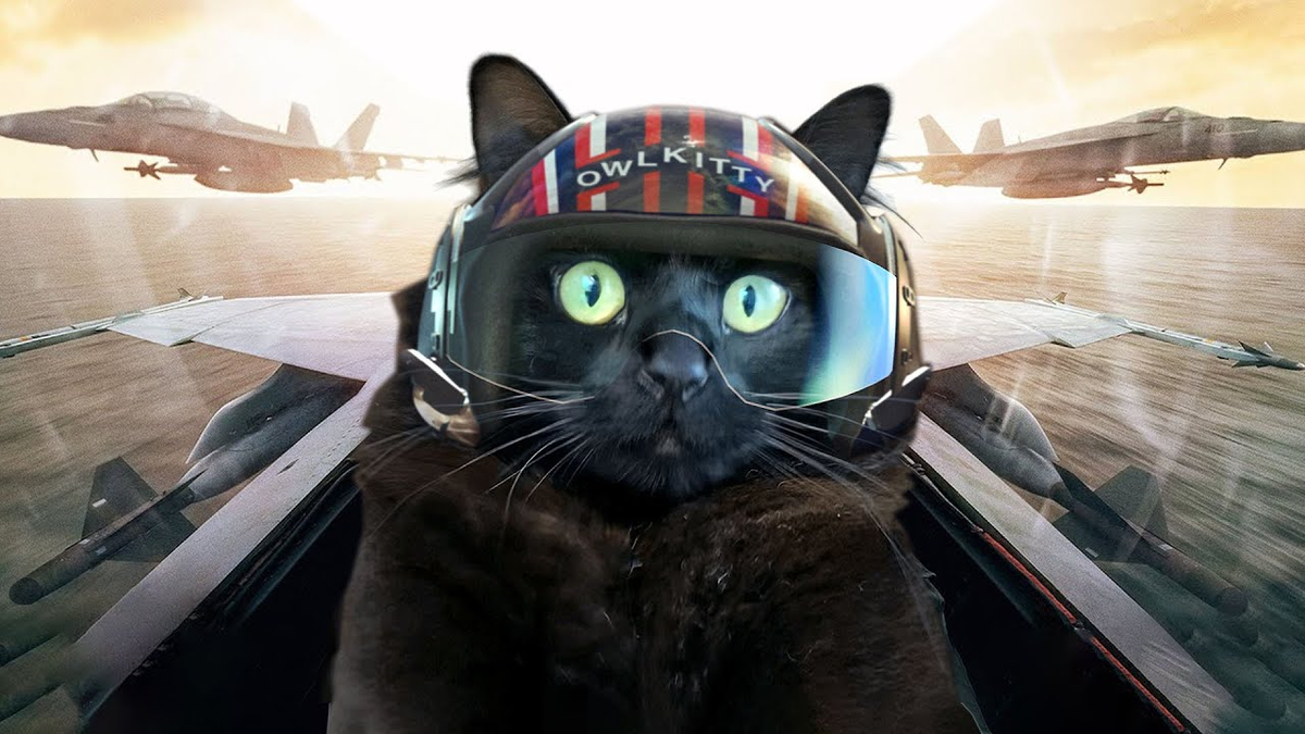 Top Gun: OwlKitty. Блокбастер продолжается | АвиаОбоз | Дзен