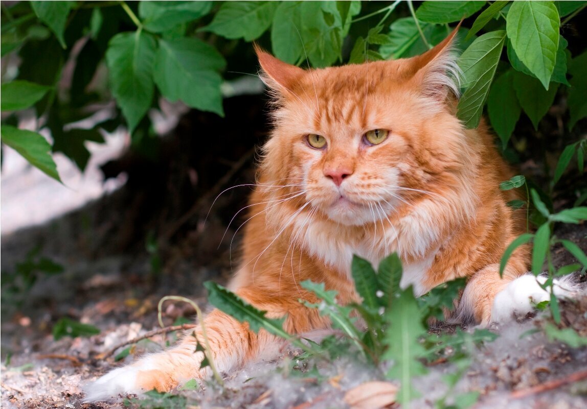 Фото из Яндекс.Картинки