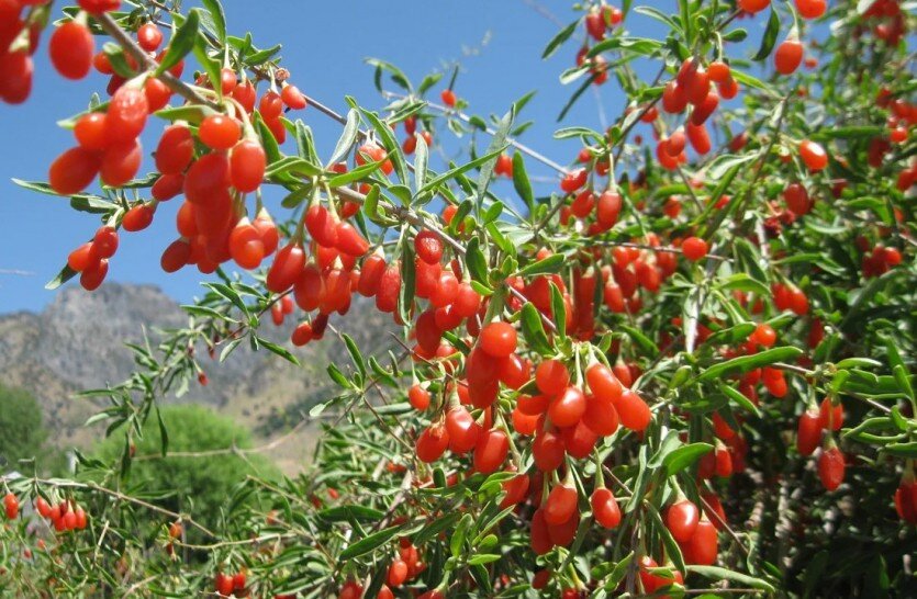 Фото: groworganic.com