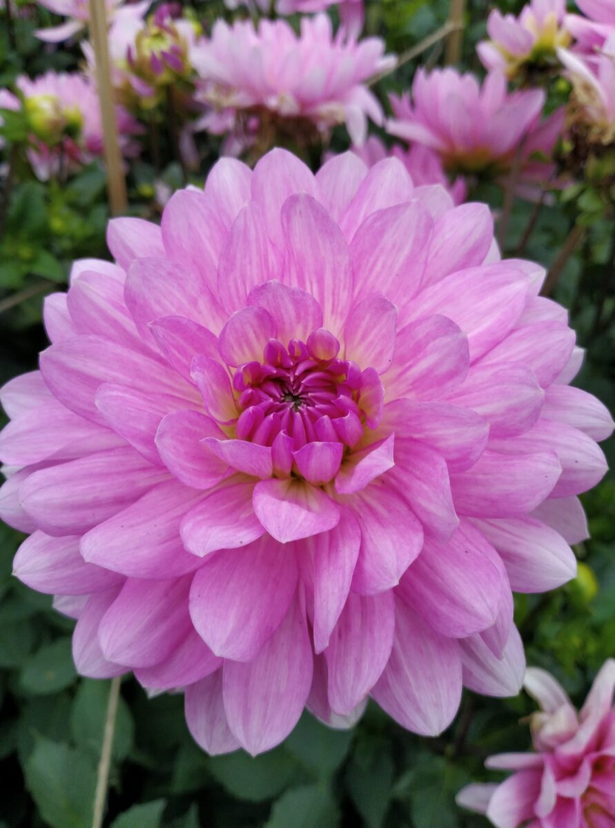 Расти, внучка, как нежный цветок! 