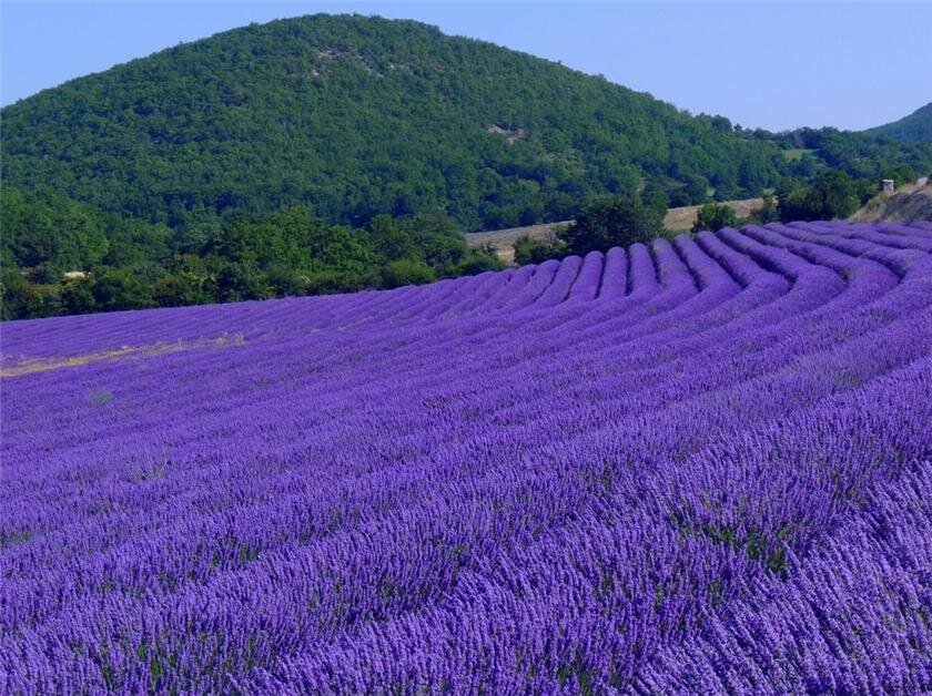 Фото лаванды в крыму