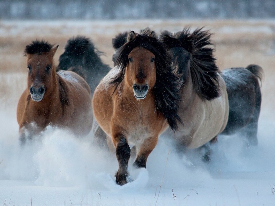 Узнать якутскую лошадь очень просто: если животина похожа на пони, носит очень длинную гриву и везде снег, значит это наш клиент!