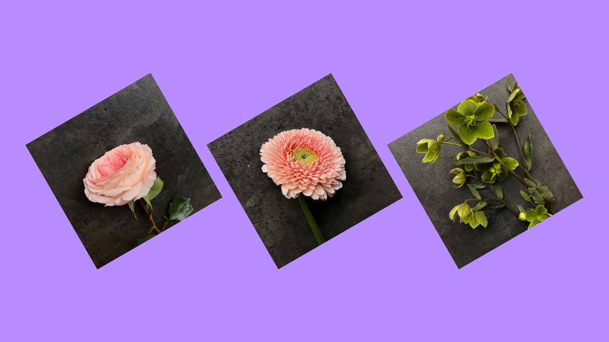 Роза, гербера, морозник: проблемы и правила работы со сложными цветами