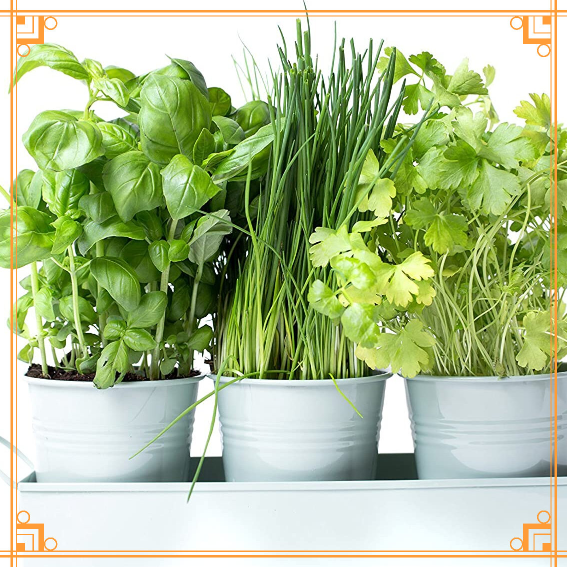 Источник фото: https://andrewthelocksmith.com/Garden-&-Outdoors/hrtkyk-222598/tray-Sea-Green-great-for-growing-herbs-or-flowers-at-home-on.jsp