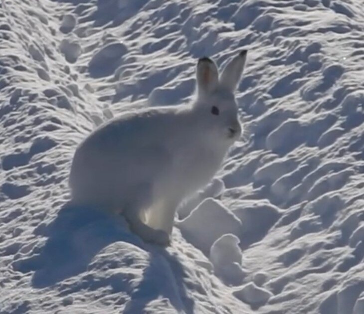 Этот зайчик встретился мне сегодня