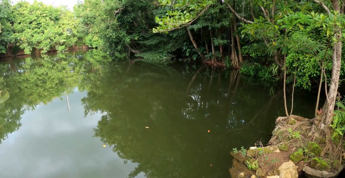 Типичный водоём со стоячей водой 