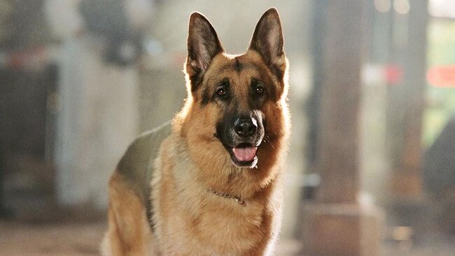 Примерно так выглядел потерявшийся "Рекс"