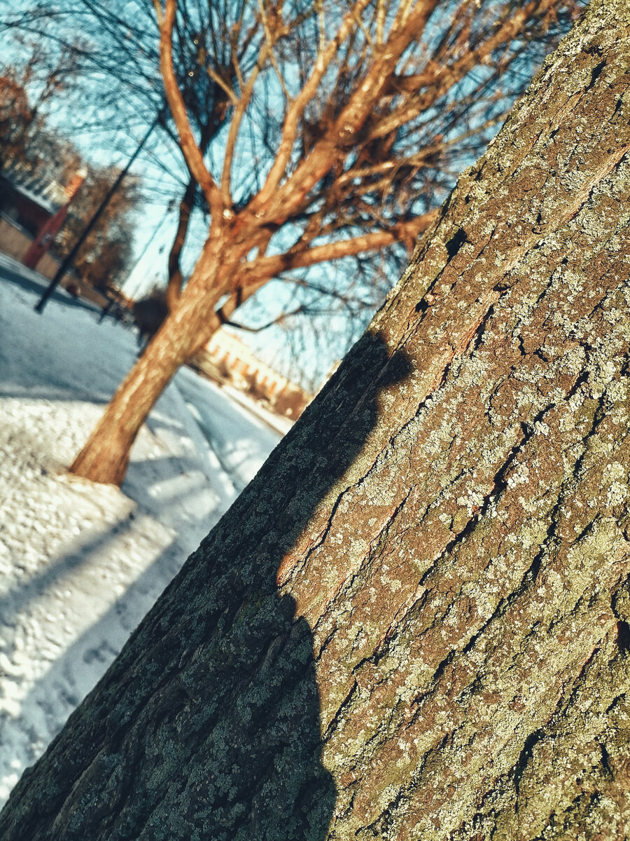 Фото Автора : по классику - и мороз  и солнце