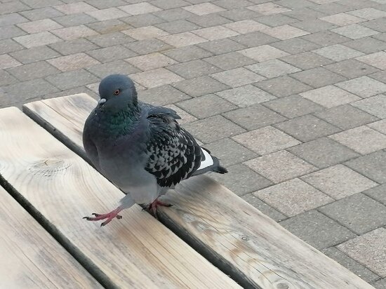     фото: МК в Туле