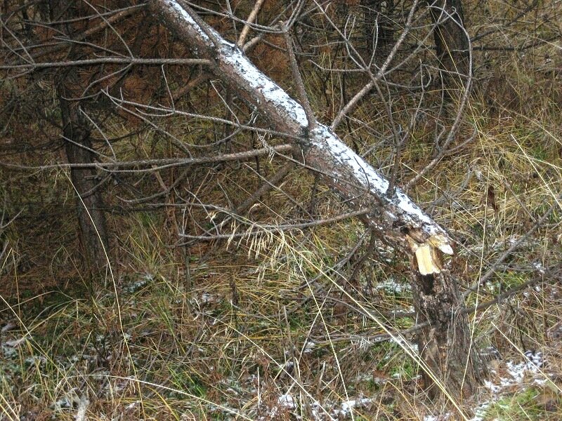 У лося гон начался