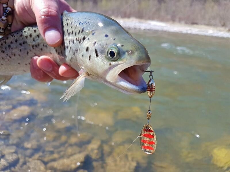 Фото с сайта: https://activefisher.net