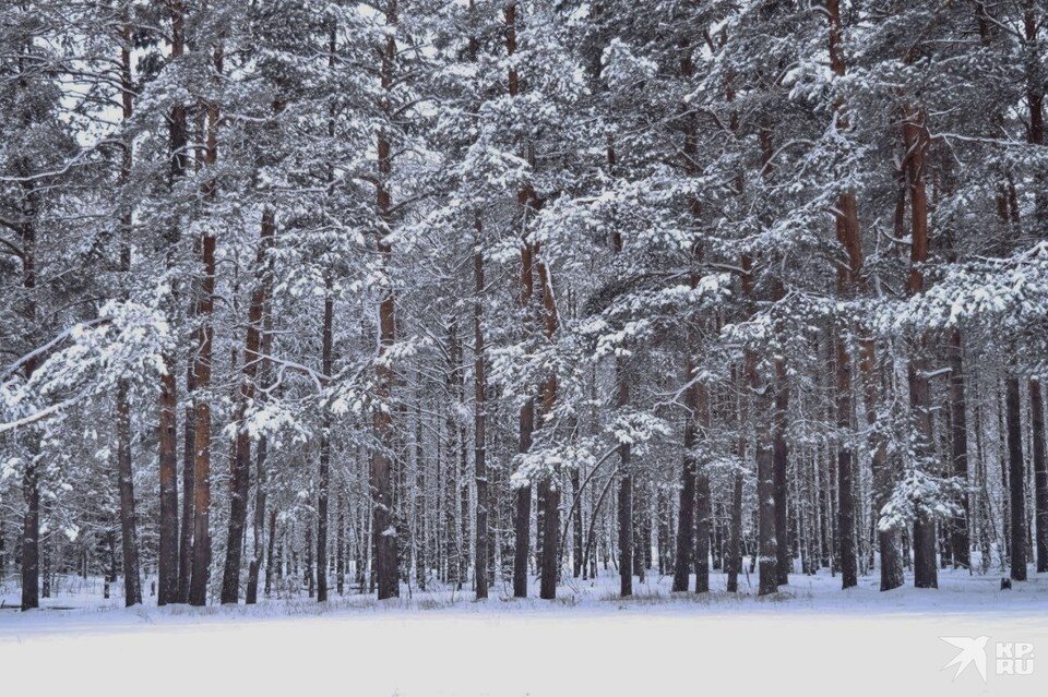     В Рязанскую область придут рождественские морозы.