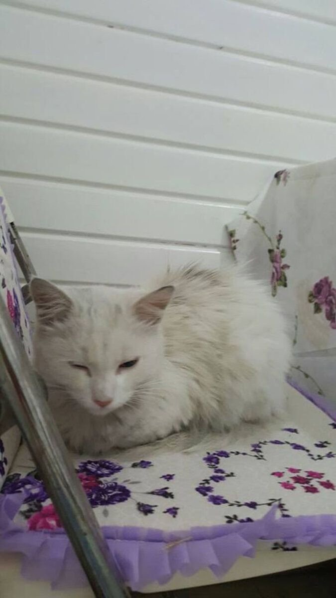 Кошка оживает. Источник фото: http://mysocialpet.it/news/curiosita/dottore-salva-gatto-randagio-che-stava-morendo-davanti-allospedale-e-lo-adotta