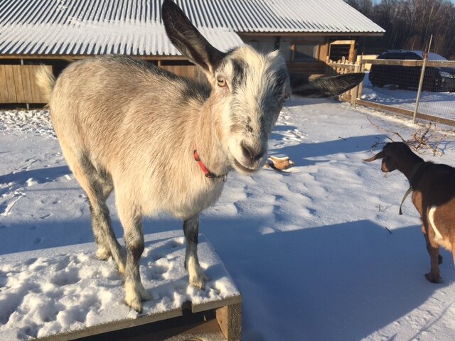 Самая любопытная и морозоусойчивая - Боня.