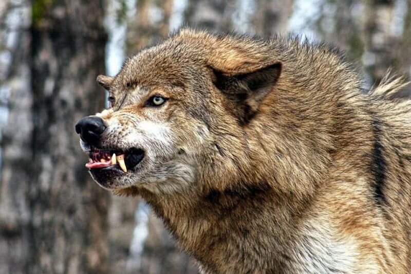 Самый крупный волк на планете | LOLD W. | Дзен