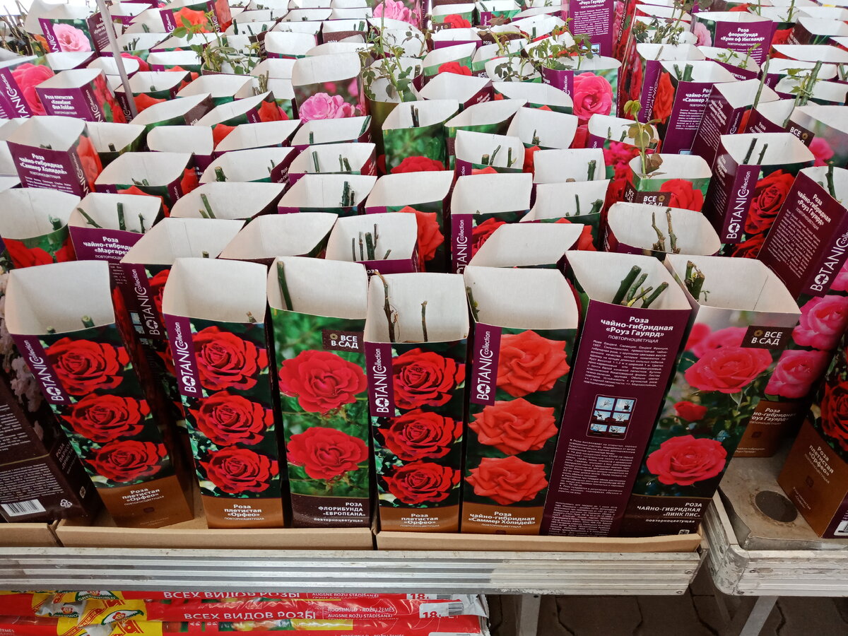  Сейчас в различных садовых центрах продаётся огромное количество саженцев роз, упакованных в красочные коробки.