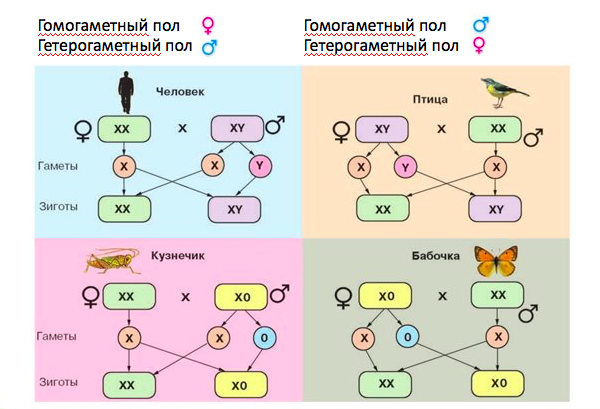 Пол является. Генетическая схема наследования пола человека. Схема хромосомного определения пола человека. Гетерогаметный пол. Половые хромосомы гетерогаметного пола: