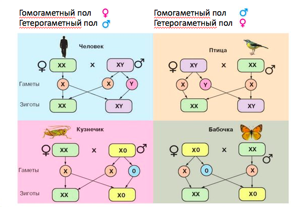 Гетерогаметные особи. Генетическая схема наследования пола человека. Генетика пола схема скрещивания. Генетическая схема определения пола. Гетерогаметный пол это в генетике.