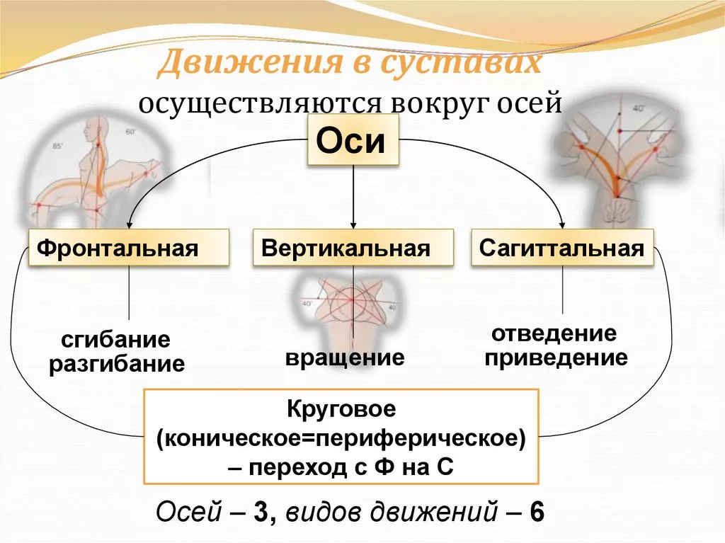 Виды движений оси. Оси вращения суставов в анатомии. Перечислите основные движения в суставах. Оси вращения и движения в суставах. Плоскости движения суставов.