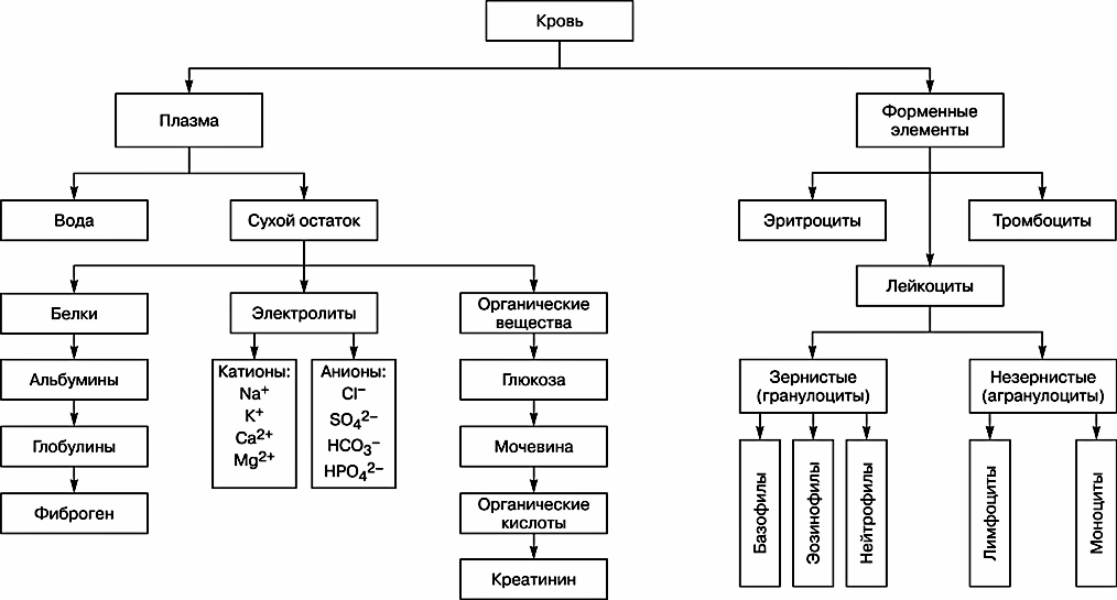 Состав крови схема анатомия