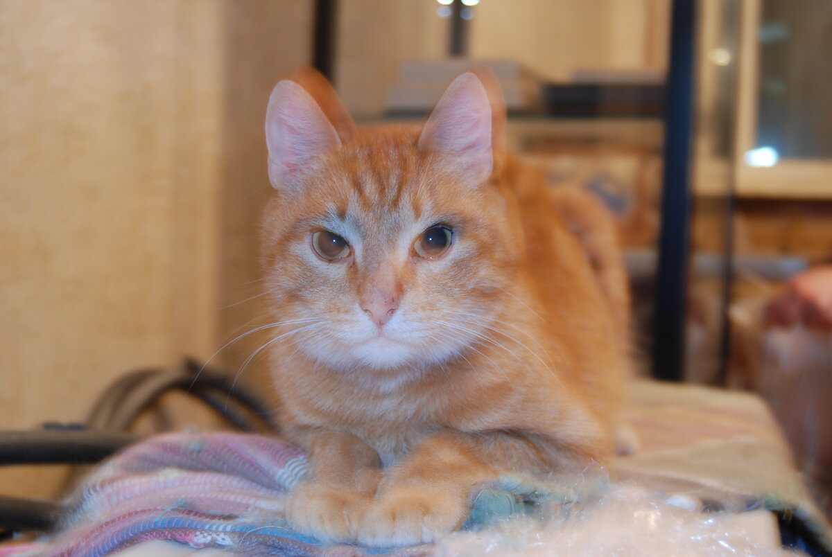 Когда умер взрослый кот, который прожил с нами восемнадцать лет и практически «вырастил» и меня, и моих детей, было ощущение, что мы потеряли члена семьи: настолько он понимал нас, мы понимали его, настолько это были теплые, «человеческие» отношения, если вообще можно представить, что такие отношения возможны между человеком и котом. В то время с нами уже жили молоденькие котик и кошечка. Но мои друзья привезли маленького рыжего котенка, решив, что таким образом я смогу «развеяться» от утраты Друга. 