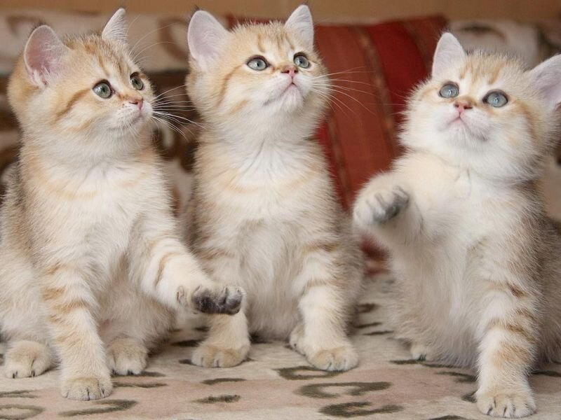 Источник фото: https://avatars.mds.yandex.net/get-pdb/1337039/75e7c1d9-6cd7-4c0f-875d-dae6e09ec963/s1200?webp=false