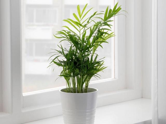 Хамедорея изящная (лат. Chamaedorea elegans)