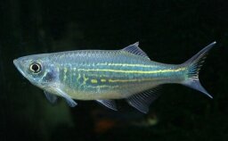 Данио деварио.