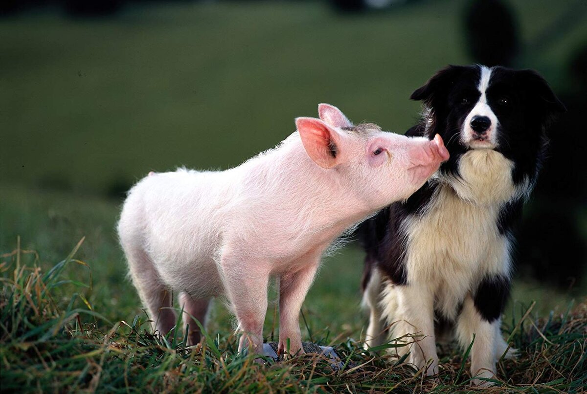 Кадр из фильма "Бэйб: Четвероногий малыш"