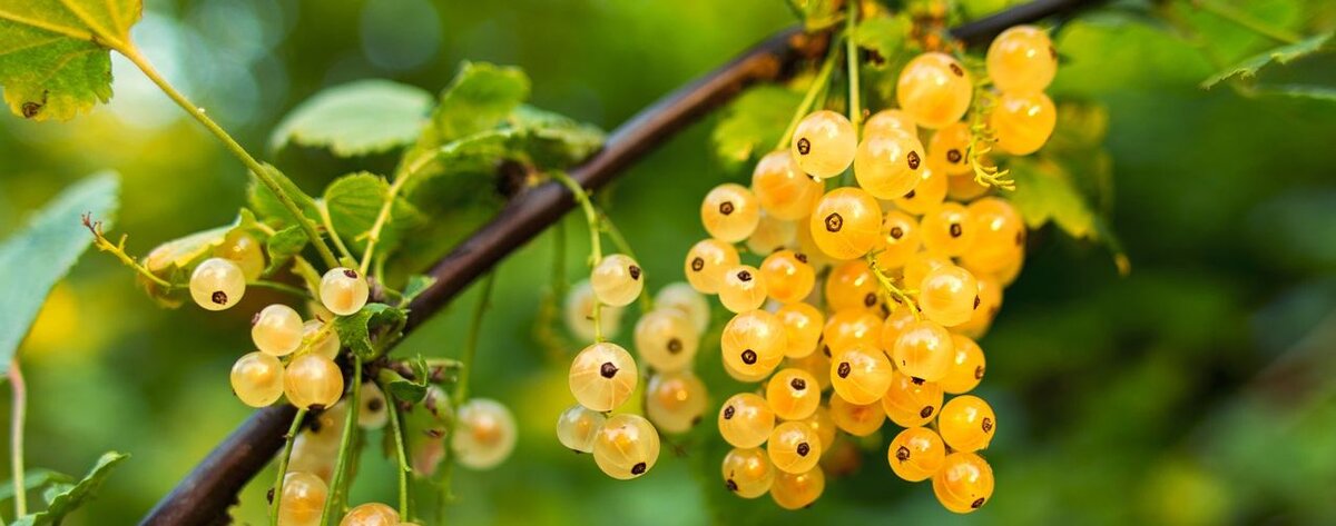 Ягоды золотистой смородины. Источник фото: 
https://agrovir.ru/image/data/gold%20smorod.jpg