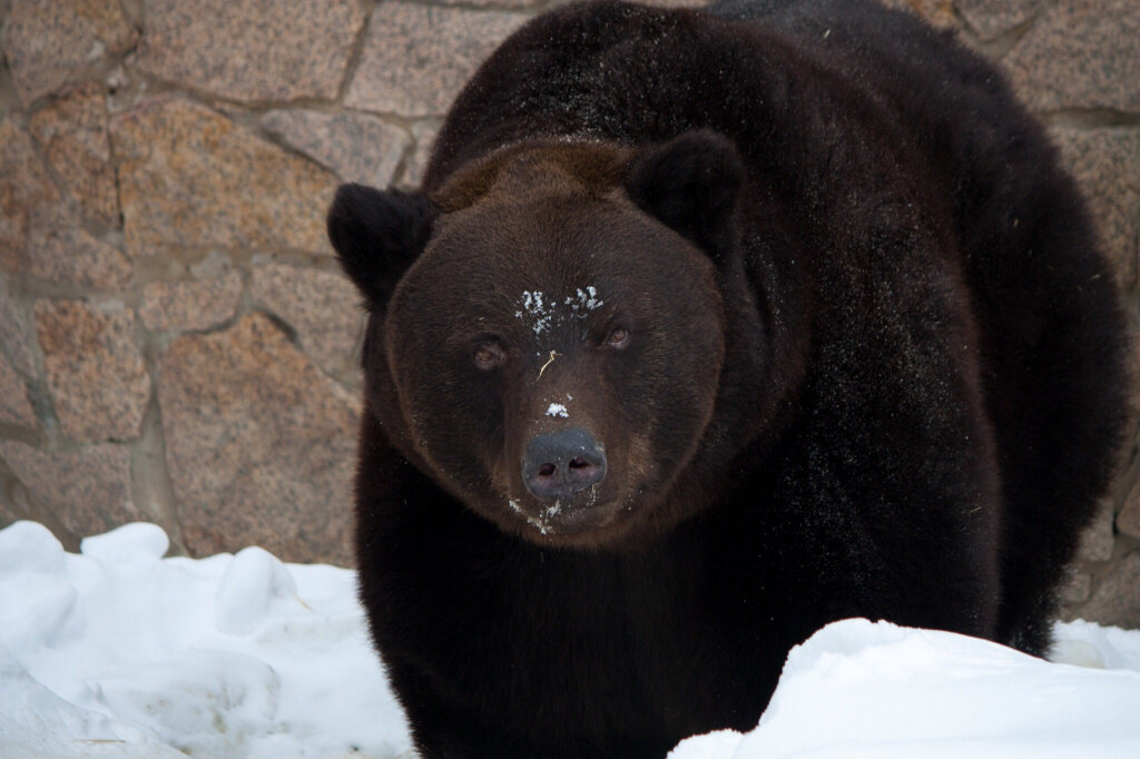 Фото: vk.com/chelzoopark