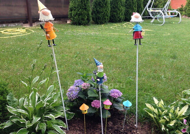 Пестрая хоста